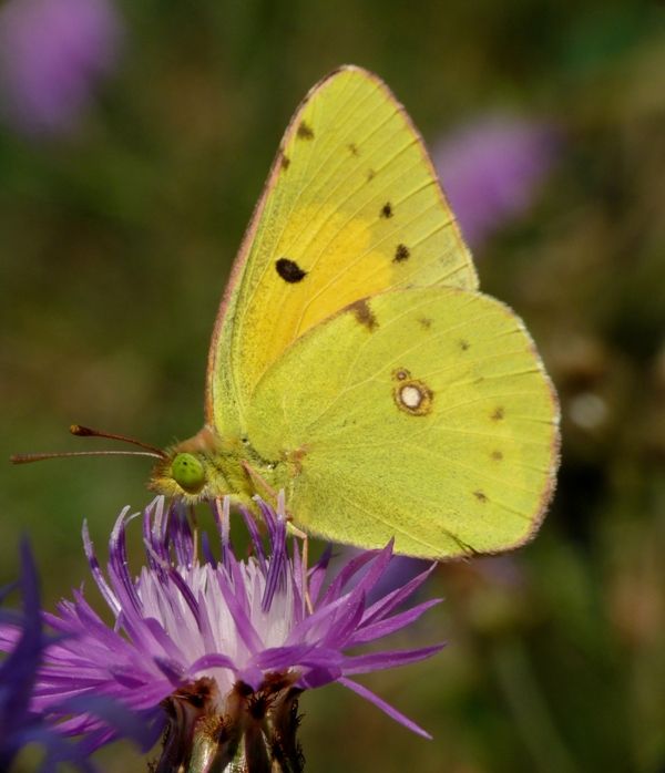 colias australis